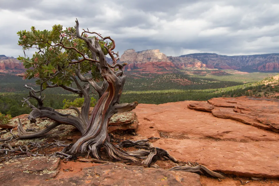 Manzanita tree against red rock desert background.